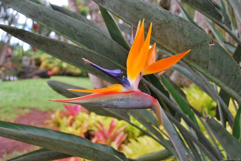 No trip to Oahu would be complete without a trip to the Dole Plantation!