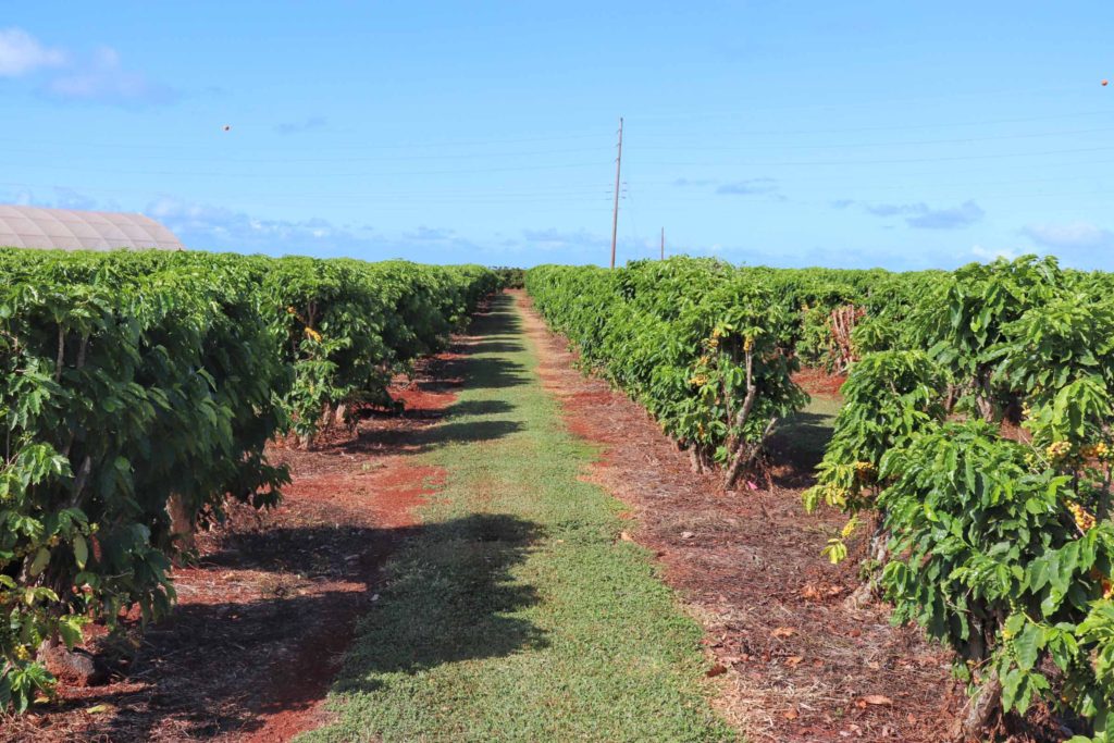 Free things to do on Kauai: Visiting Kauai Coffee farm near Poipu