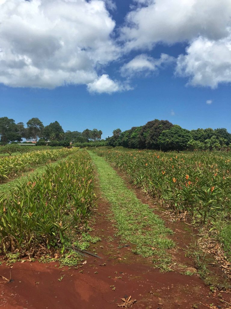 No trip to Oahu would be complete without a trip to the Dole Plantation!