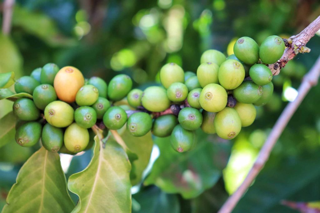 Free things to do on Kauai: Visiting Kauai Coffee farm near Poipu