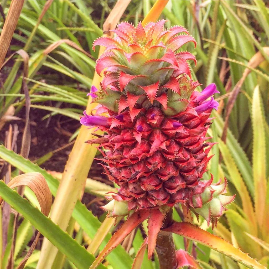 No trip to Oahu would be complete without a trip to the Dole Plantation!